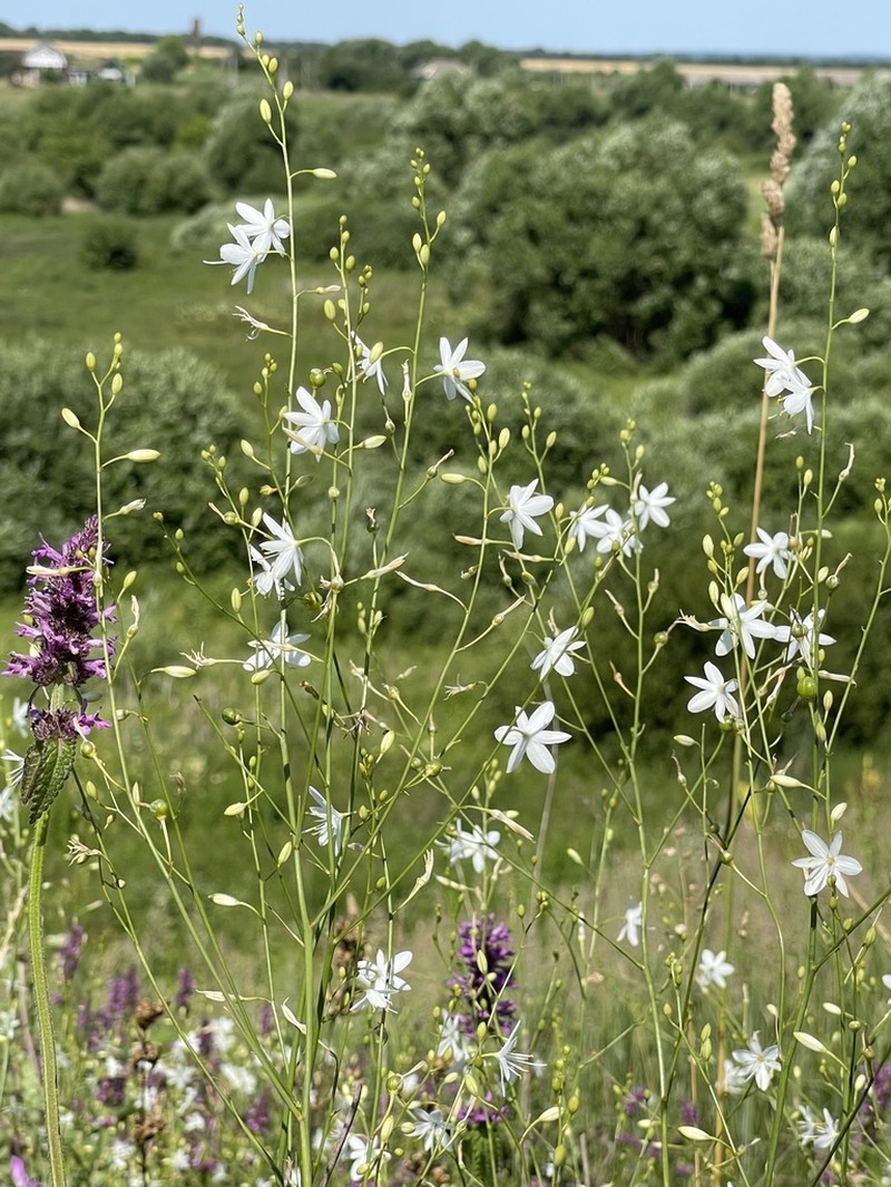 Anthericum ramosum photo 7