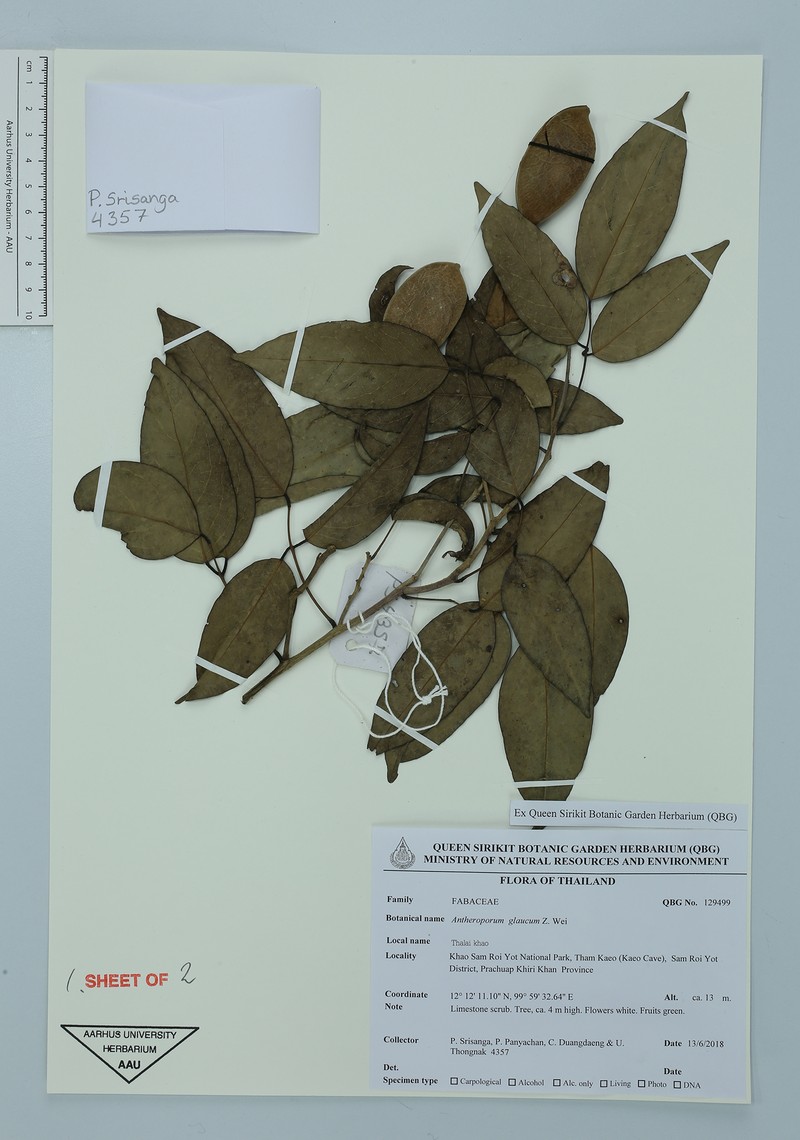 Antheroporum harmandii