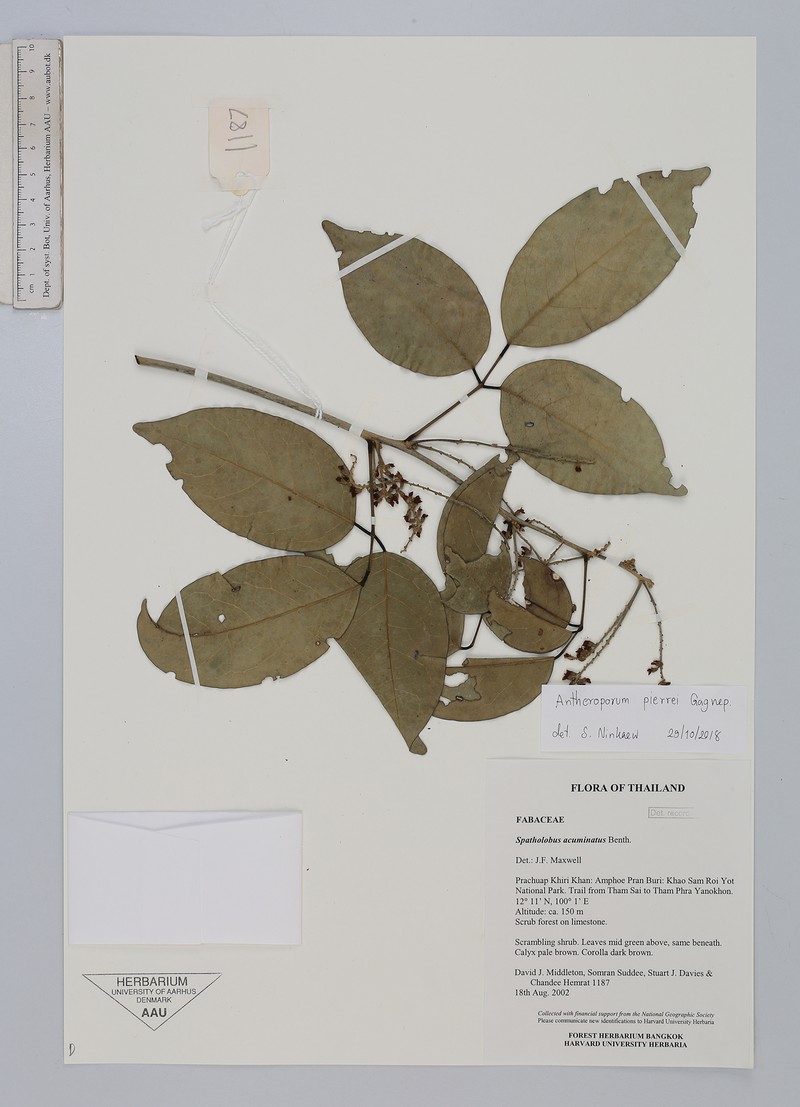 Antheroporum pierrei