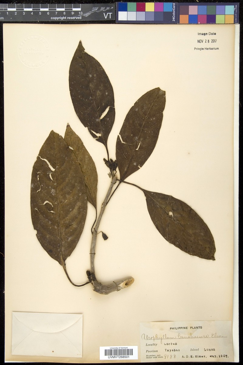 Antherostele banahaensis