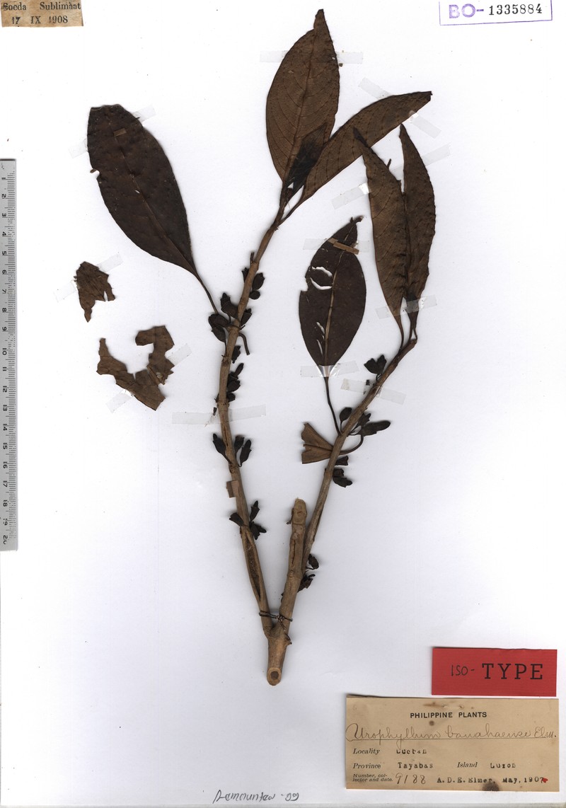 Antherostele banahaensis photo 2