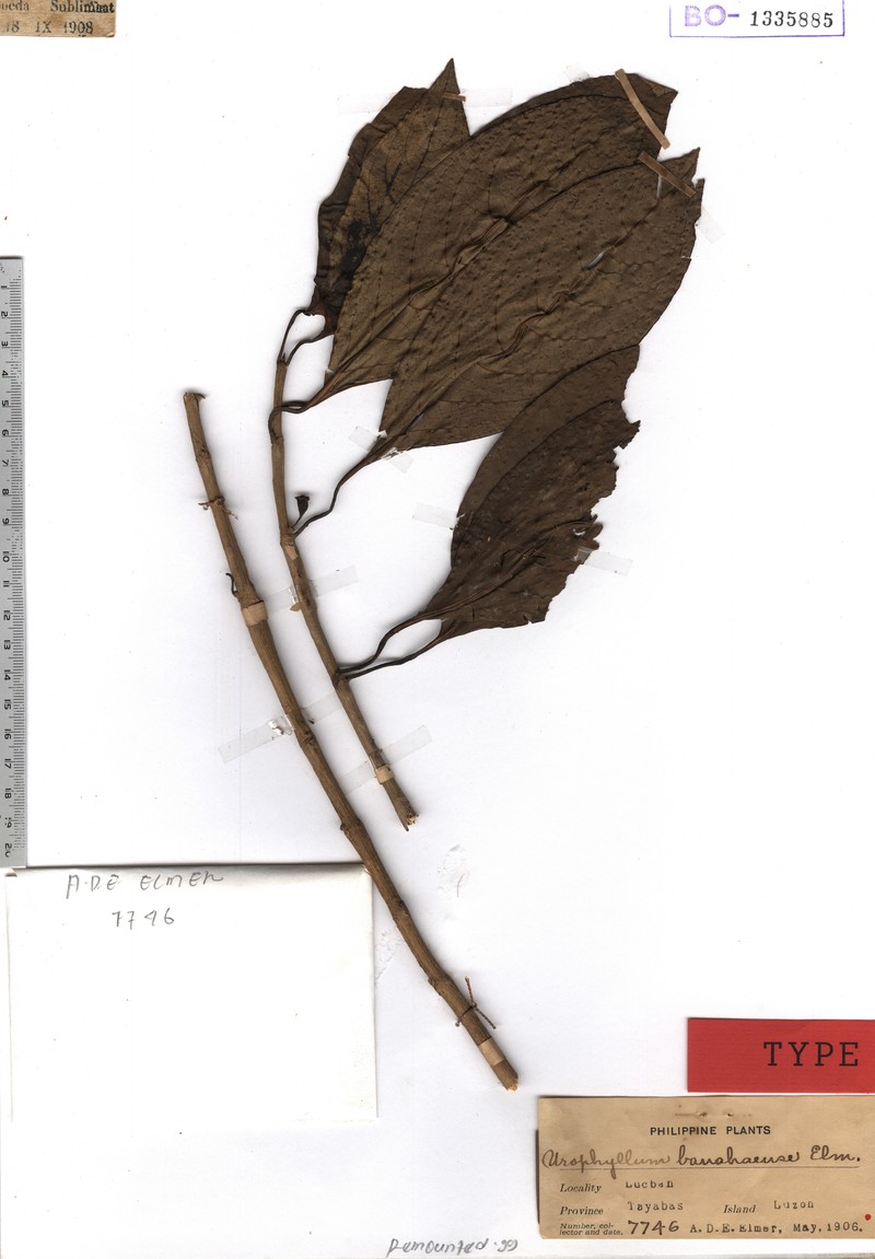 Antherostele banahaensis photo 3