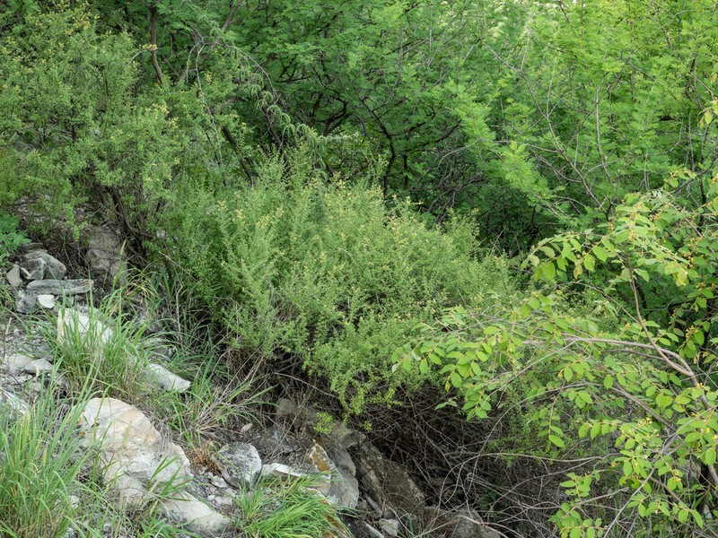 Antherothamnus pearsonii