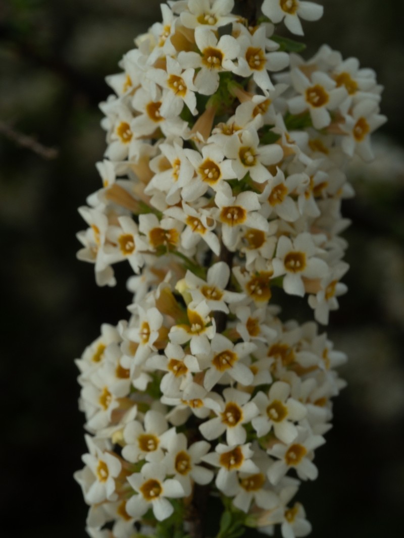 Antherothamnus pearsonii photo 2