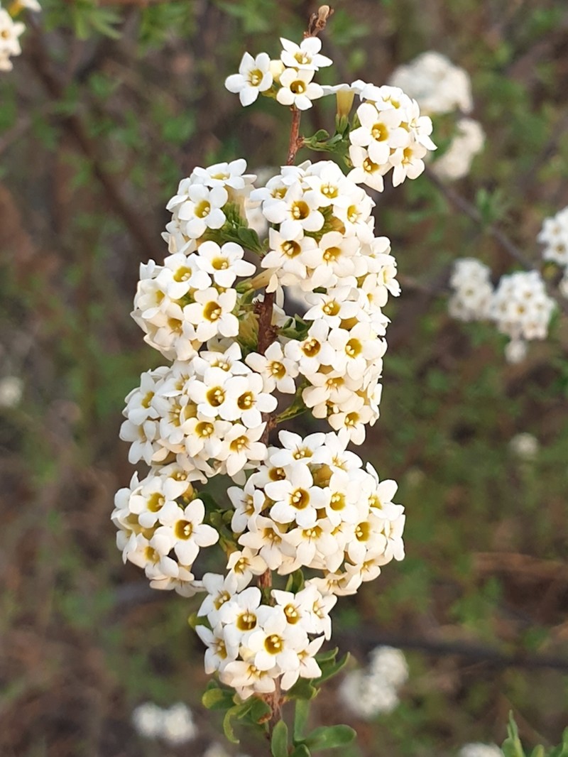 Antherothamnus pearsonii photo 3
