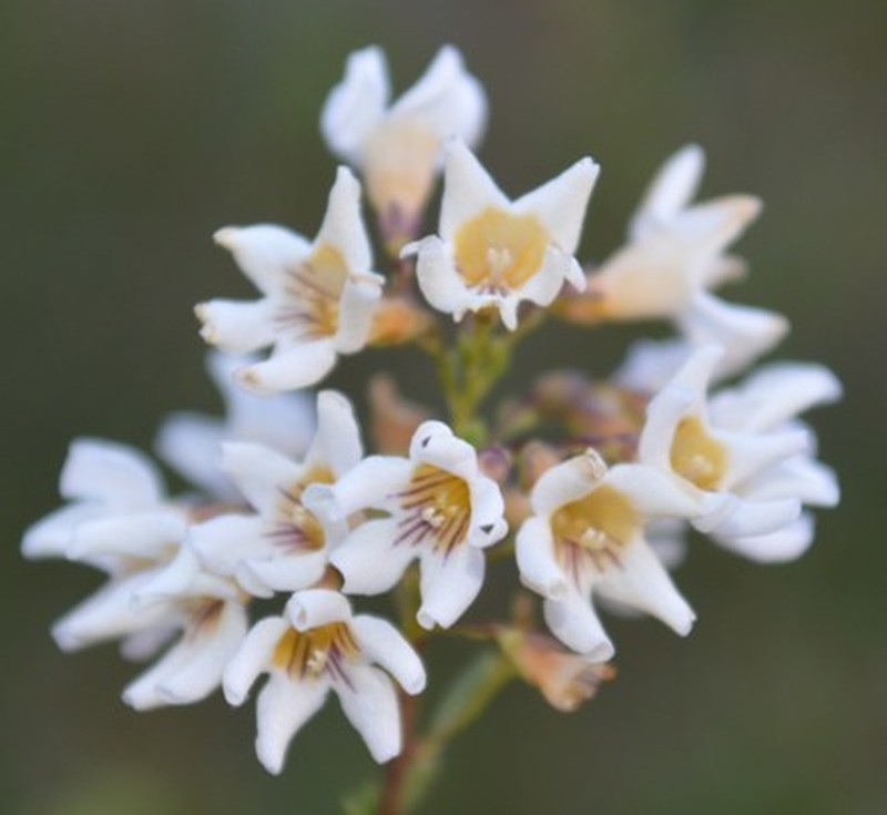 Antherothamnus pearsonii photo 4