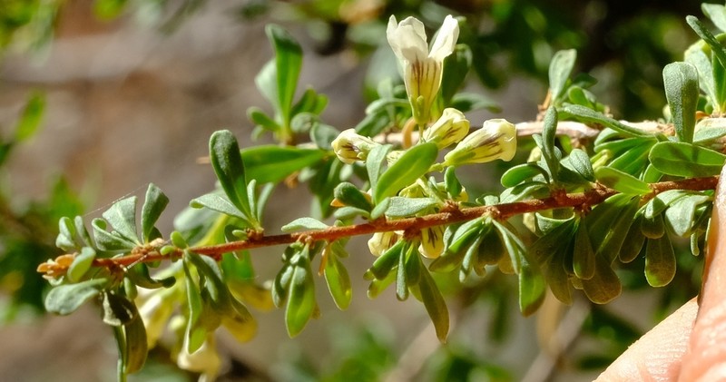 Antherothamnus pearsonii photo 5