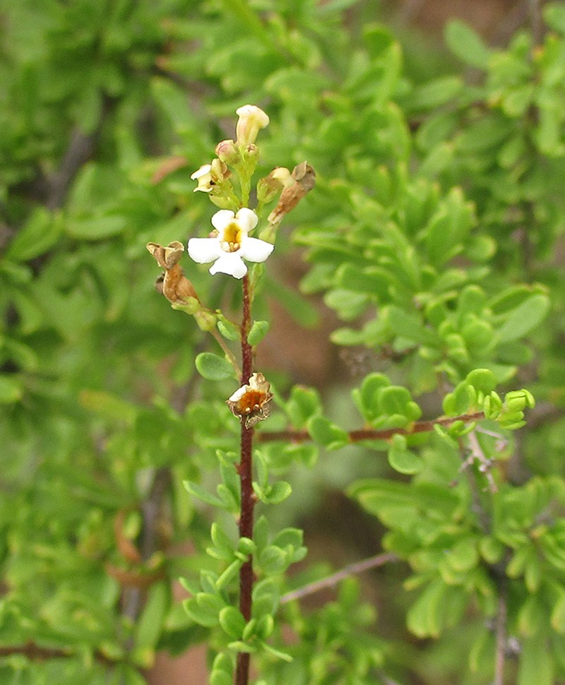 Antherothamnus pearsonii photo 6