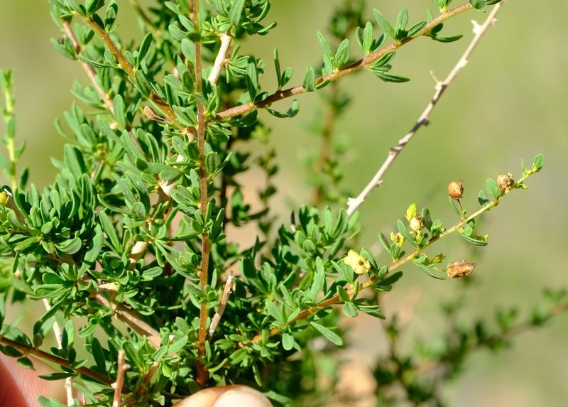 Antherothamnus pearsonii photo 7