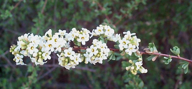 Antherothamnus pearsonii photo 8