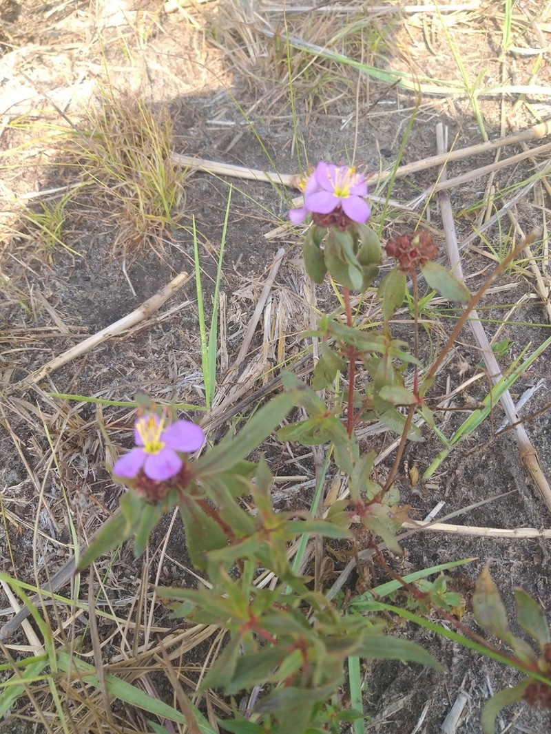 Antherotoma debilis