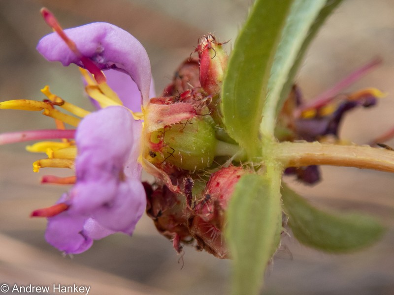 Antherotoma debilis photo 2