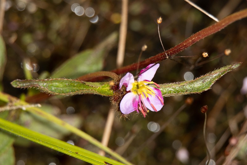 Antherotoma debilis photo 3