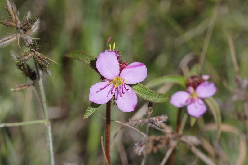 Antherotoma debilis photo 4