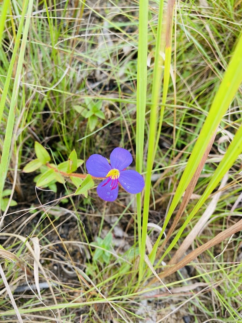 Antherotoma debilis photo 5