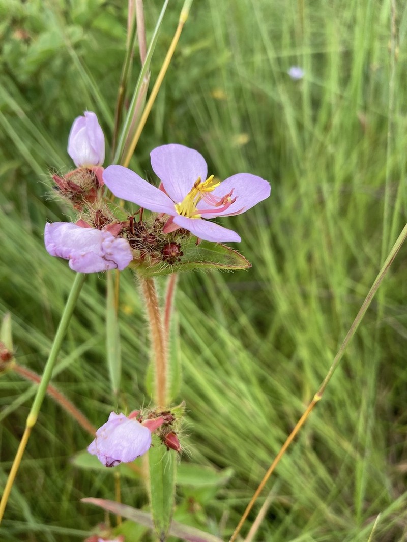 Antherotoma debilis photo 6