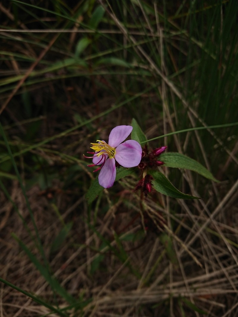 Antherotoma debilis photo 7