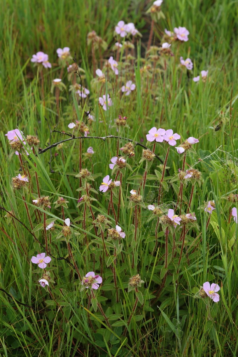 Antherotoma debilis photo 8