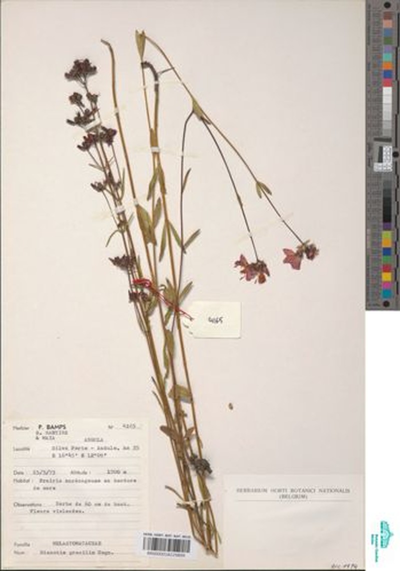 Antherotoma gracilis