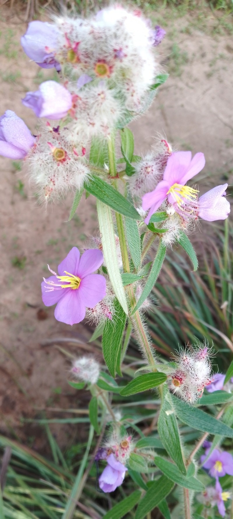 Antherotoma irvingiana