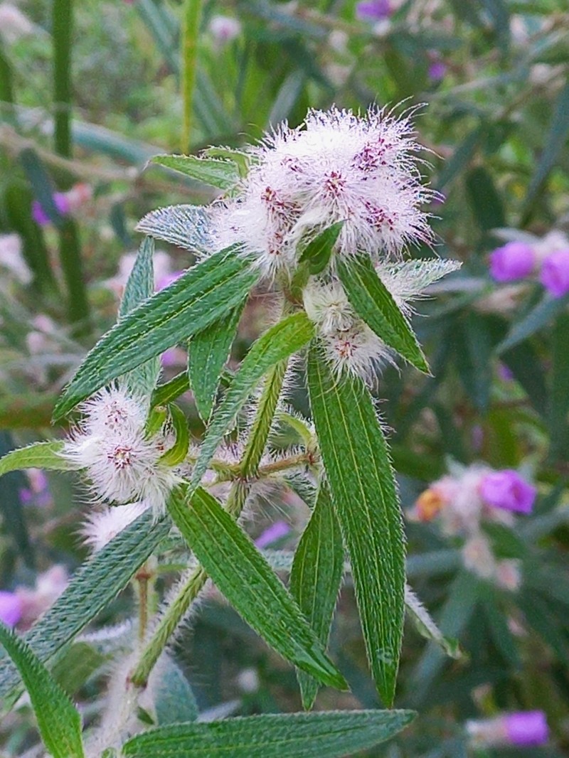 Antherotoma irvingiana photo 2