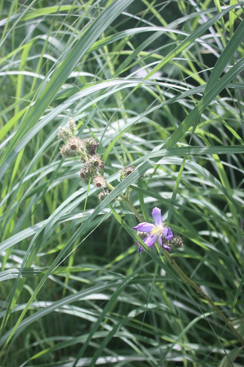 Antherotoma irvingiana photo 3