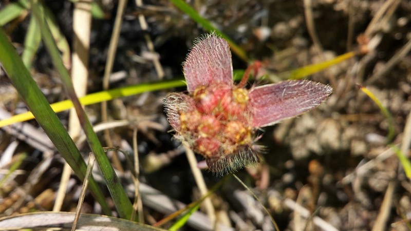 Antherotoma naudinii