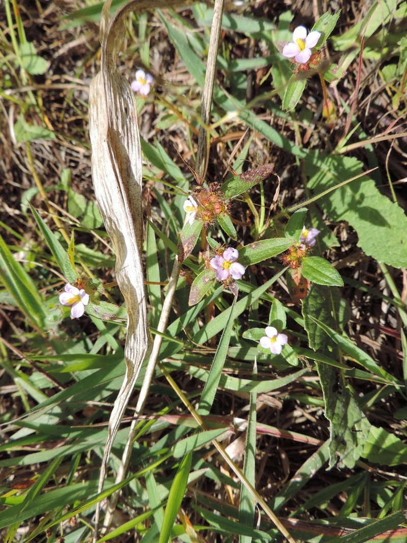 Antherotoma naudinii photo 2