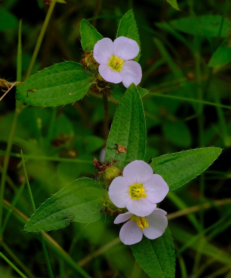 Antherotoma naudinii photo 3