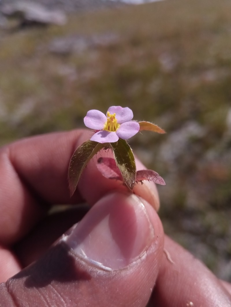 Antherotoma naudinii photo 4