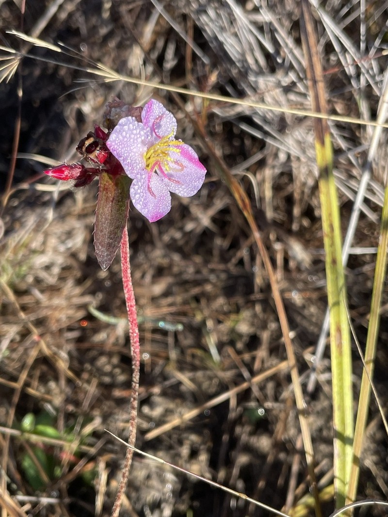 Antherotoma naudinii photo 5