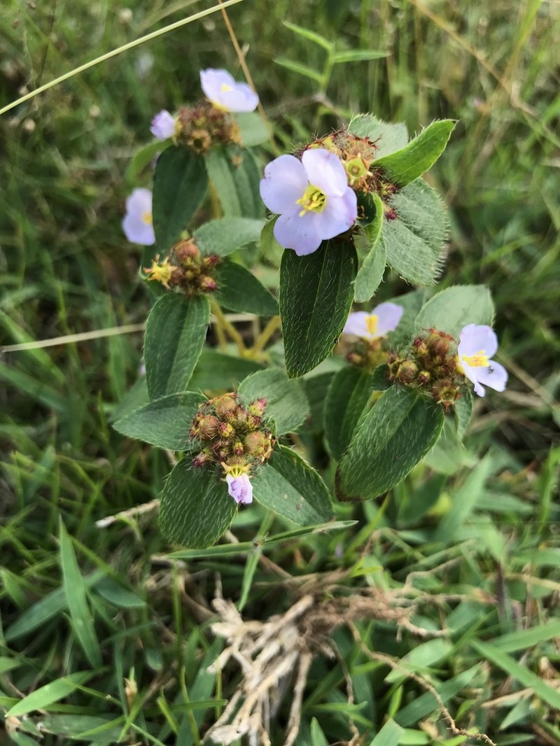 Antherotoma naudinii photo 7