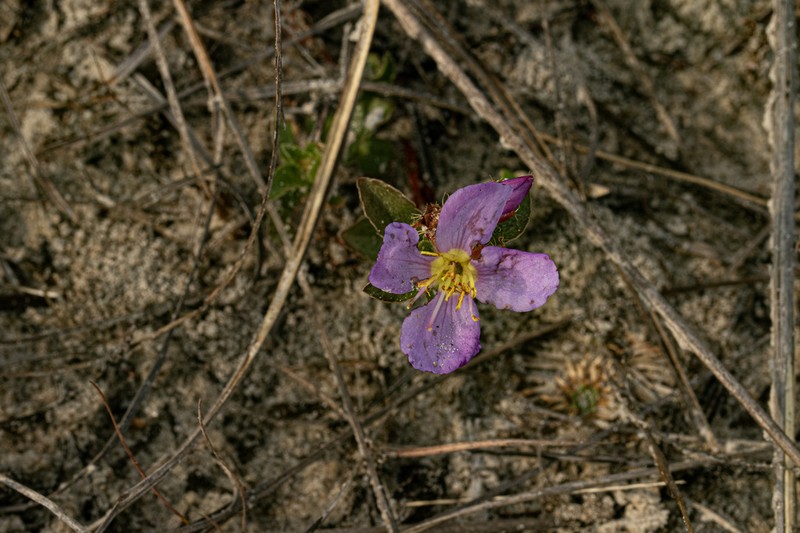 Antherotoma naudinii photo 8