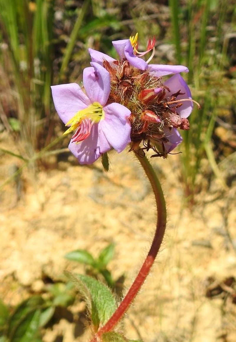 Antherotoma phaeotricha