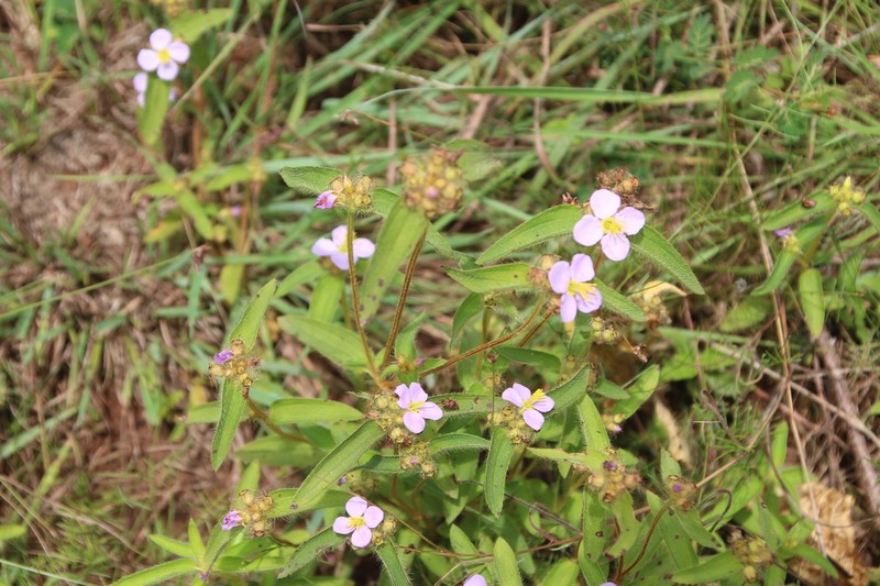 Antherotoma phaeotricha photo 2