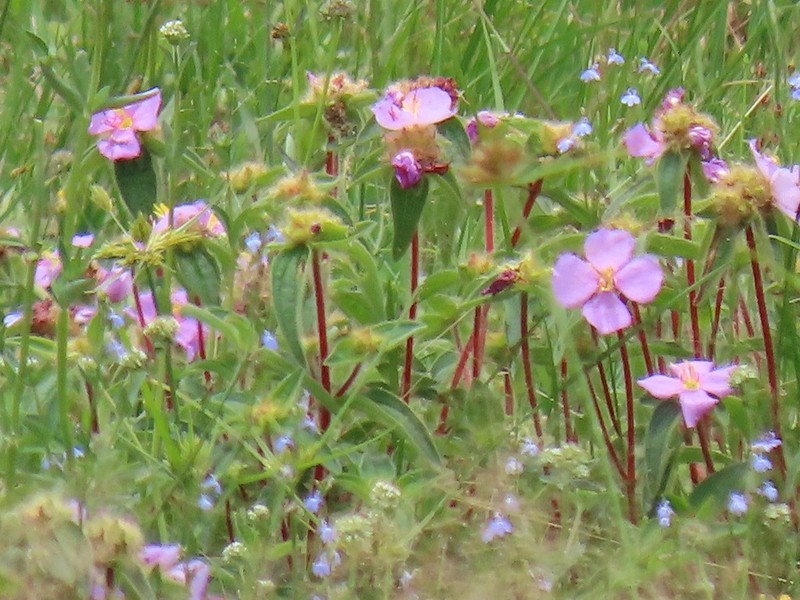 Antherotoma phaeotricha photo 3
