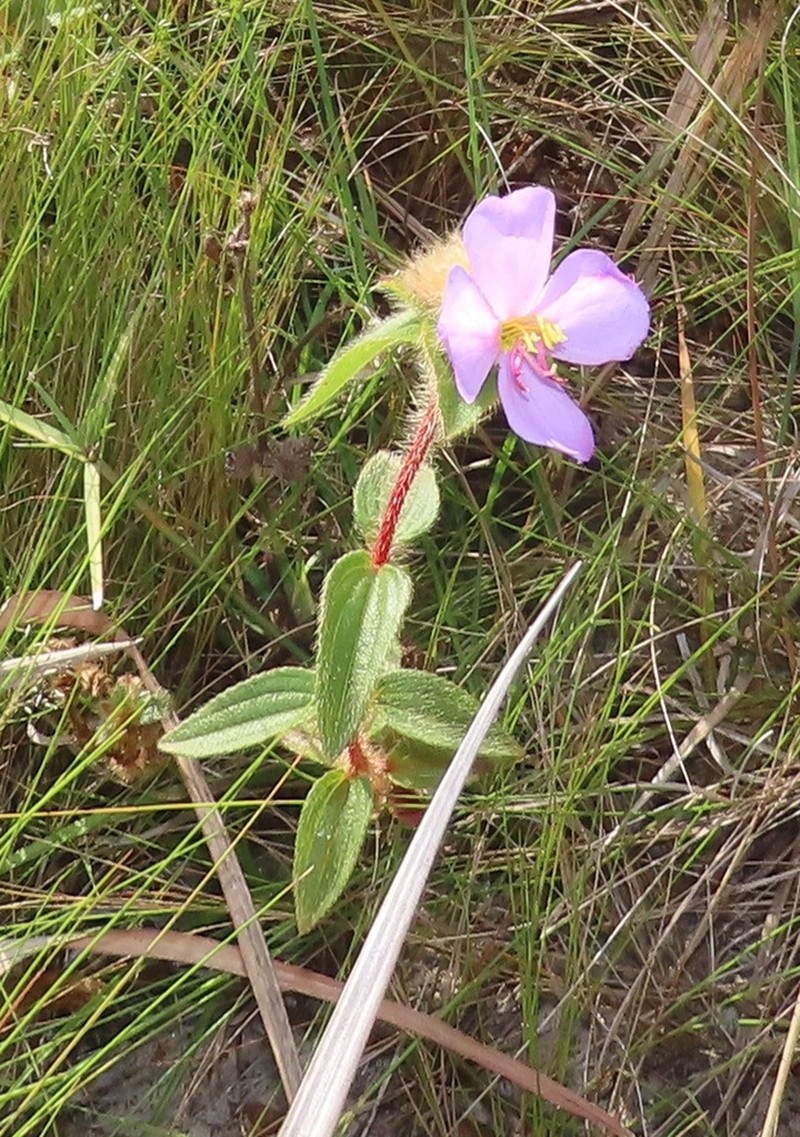 Antherotoma phaeotricha photo 4