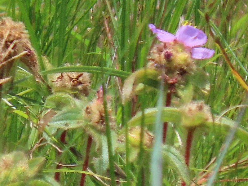 Antherotoma phaeotricha photo 5