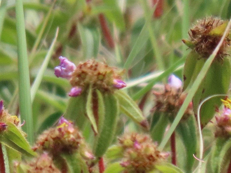 Antherotoma phaeotricha photo 7