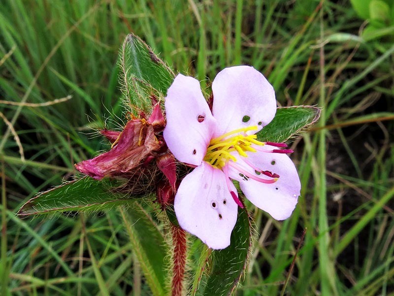 Antherotoma phaeotricha photo 8