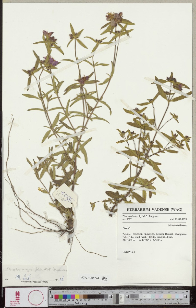 Antherotoma proschii