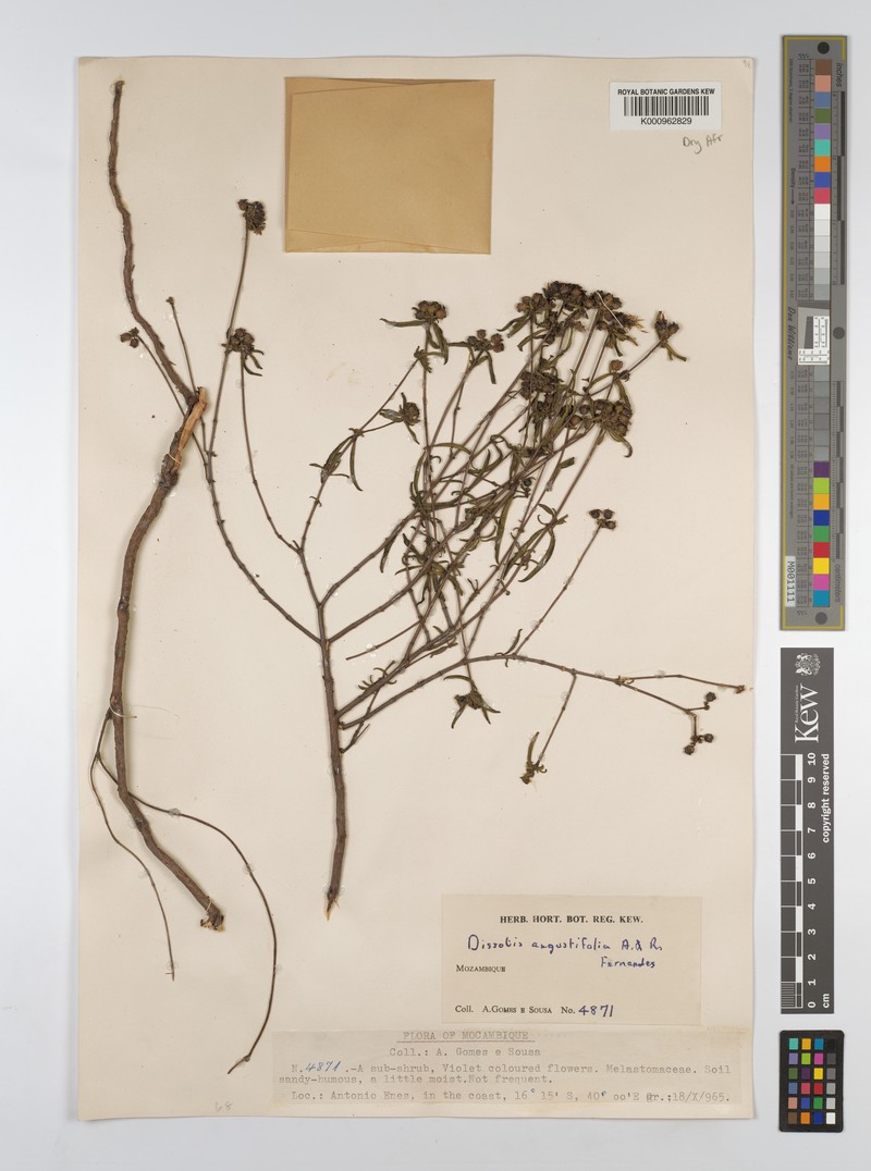 Antherotoma proschii photo 2