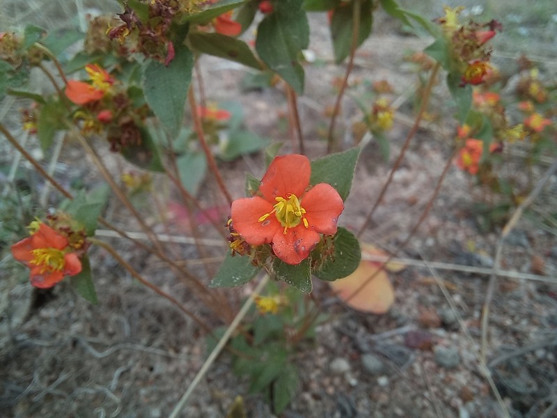 Antherotoma tenuis
