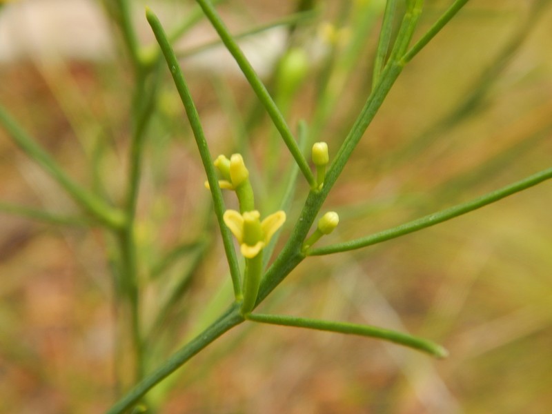 Anthobolus filifolius