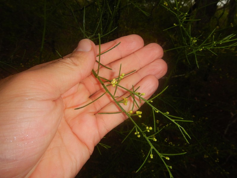 Anthobolus filifolius photo 2