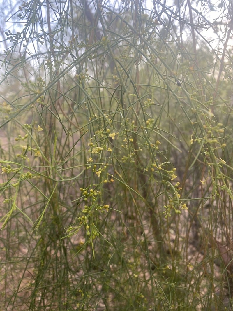 Anthobolus filifolius photo 3