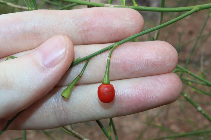 Anthobolus filifolius photo 4