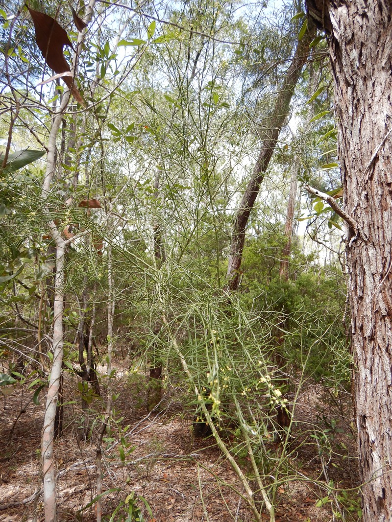 Anthobolus filifolius photo 8