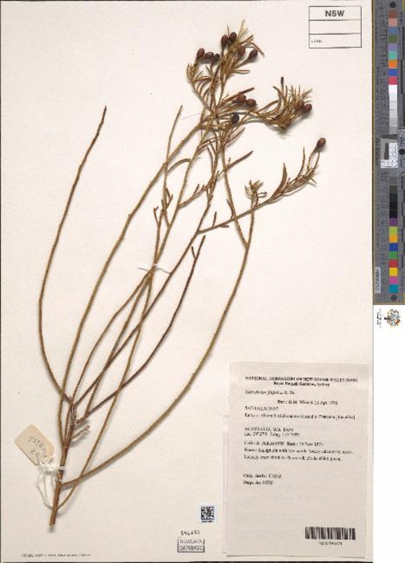 Anthobolus foveolatus photo 2