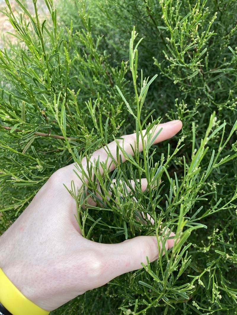 Anthobolus foveolatus photo 4